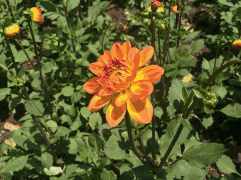 ②来认识一下墨西哥国花大丽花吧,上海植物园大丽花主题展今天开幕